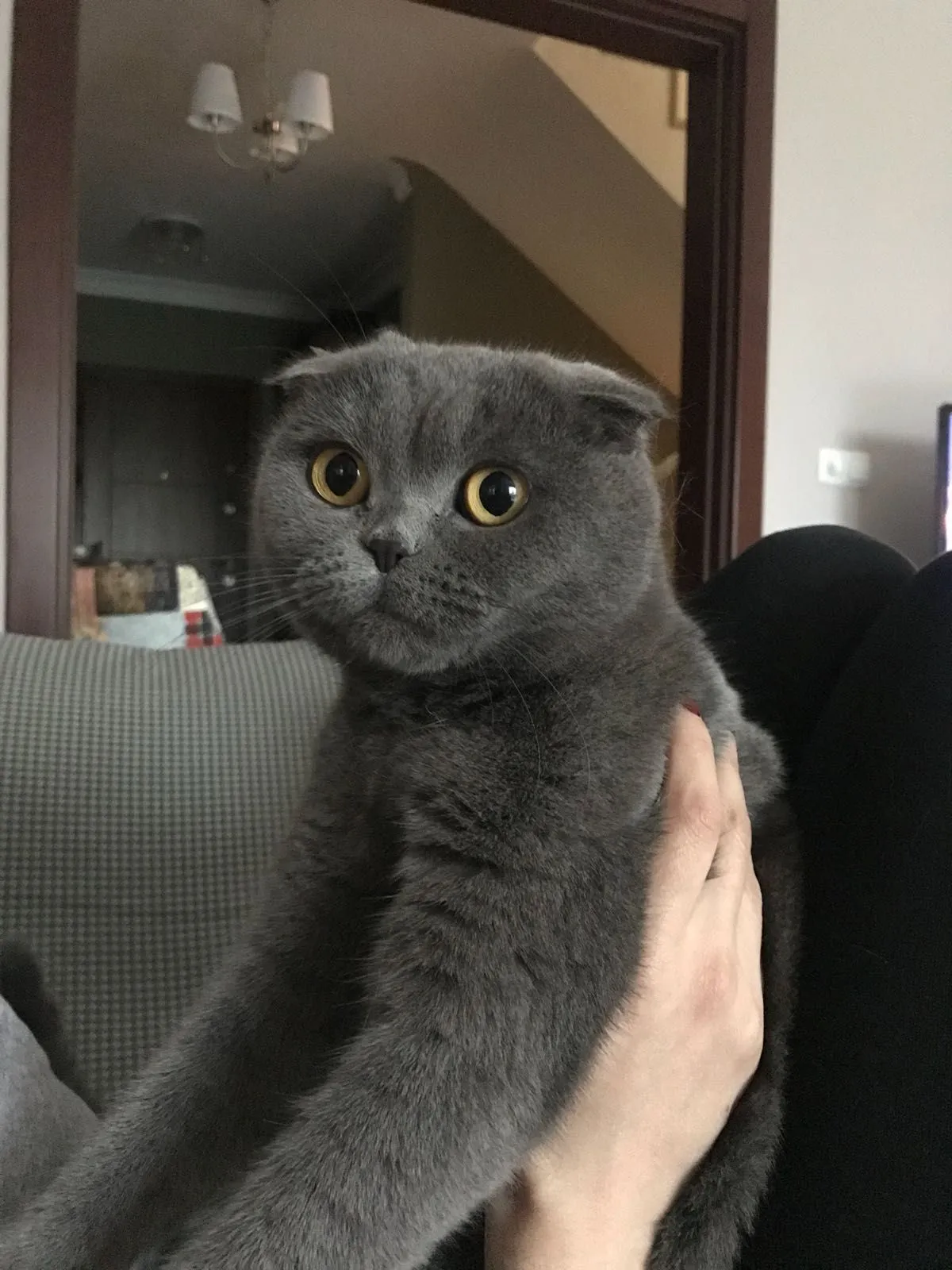 cat